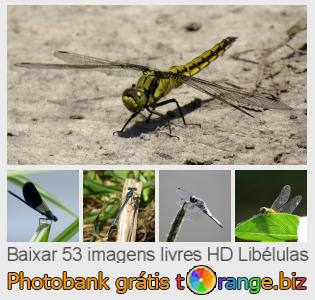 Banco de imagem tOrange oferece fotos grátis da seção:  libélulas
