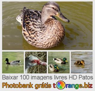 Banco de imagem tOrange oferece fotos grátis da seção:  patos