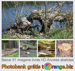 Banco de imagem tOrange oferece fotos grátis da seção:  árvores-abatidas