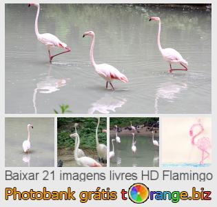 Banco de imagem tOrange oferece fotos grátis da seção:  flamingo