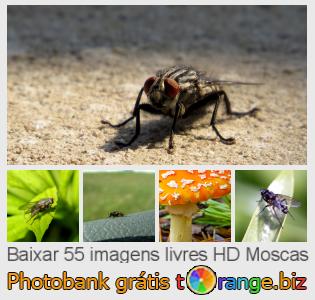 Banco de imagem tOrange oferece fotos grátis da seção:  moscas