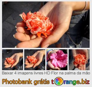 Banco de imagem tOrange oferece fotos grátis da seção:  flor-na-palma-da-mão