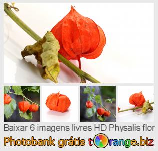 Banco de imagem tOrange oferece fotos grátis da seção:  physalis-flor