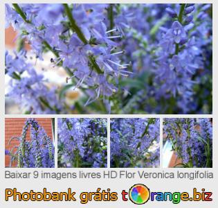 Banco de imagem tOrange oferece fotos grátis da seção:  flor-veronica-longifolia