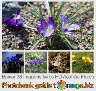 Banco de imagem tOrange oferece fotos grátis da seção:  açafrão-flores