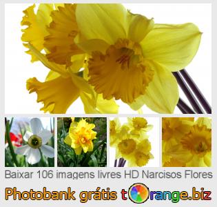 Banco de imagem tOrange oferece fotos grátis da seção:  narcisos-flores