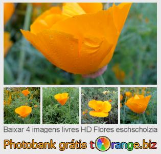 Banco de imagem tOrange oferece fotos grátis da seção:  flores-eschscholzia