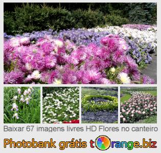 Banco de imagem tOrange oferece fotos grátis da seção:  flores-no-canteiro