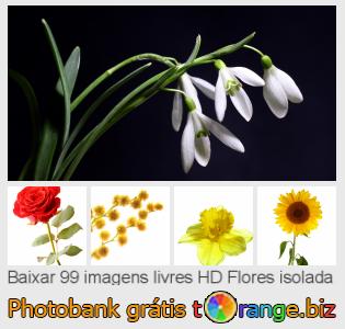 Banco de imagem tOrange oferece fotos grátis da seção:  flores-isolada