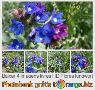Banco de imagem tOrange oferece fotos grátis da seção:  flores-lungwort