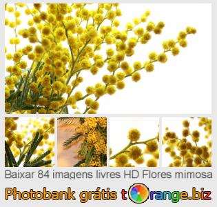 Banco de imagem tOrange oferece fotos grátis da seção:  flores-mimosa