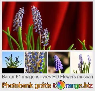 Banco de imagem tOrange oferece fotos grátis da seção:  flores-muscari
