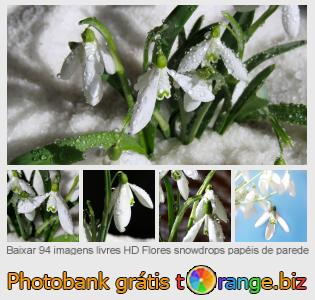 Banco de imagem tOrange oferece fotos grátis da seção:  flores-snowdrops-papéis-de-parede