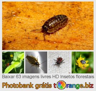 Banco de imagem tOrange oferece fotos grátis da seção:  insetos-florestais