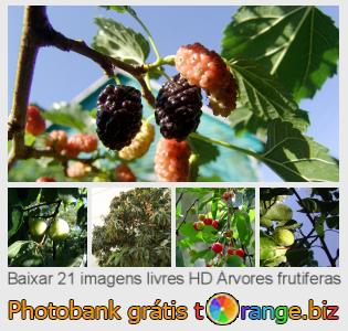 Banco de imagem tOrange oferece fotos grátis da seção:  árvores-frutiferas