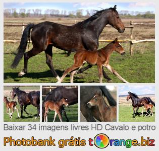 Banco de imagem tOrange oferece fotos grátis da seção:  cavalo-e-potro