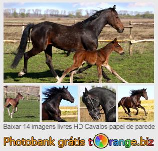 Banco de imagem tOrange oferece fotos grátis da seção:  cavalos-papel-de-parede