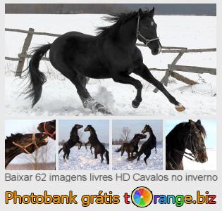 Jogos Pretos Do Cavalo Do Frisão No Inverno Foto de Stock - Imagem