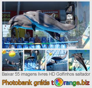 Banco de imagem tOrange oferece fotos grátis da seção:  golfinhos-saltador