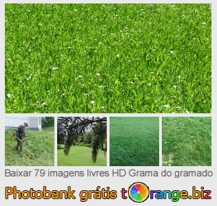 Banco de imagem tOrange oferece fotos grátis da seção:  grama-do-gramado