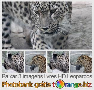 Banco de imagem tOrange oferece fotos grátis da seção:  leopardos