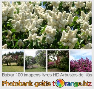 Banco de imagem tOrange oferece fotos grátis da seção:  arbustos-de-lilás