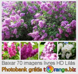 Banco de imagem tOrange oferece fotos grátis da seção:  lilás