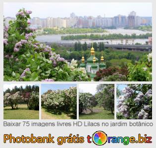 Banco de imagem tOrange oferece fotos grátis da seção:  lilacs-no-jardim-botânico