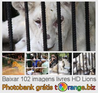 Banco de imagem tOrange oferece fotos grátis da seção:  lions