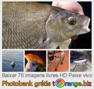 Banco de imagem tOrange oferece fotos grátis da seção:  peixe-vivo