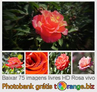 Banco de imagem tOrange oferece fotos grátis da seção:  rosa-vivo