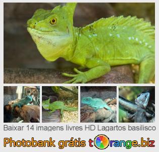 Banco de imagem tOrange oferece fotos grátis da seção:  lagartos-basilisco