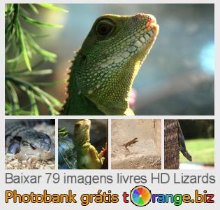 Banco de imagem tOrange oferece fotos grátis da seção:  lizards