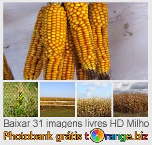 Banco de imagem tOrange oferece fotos grátis da seção:  milho