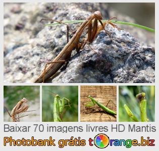 Banco de imagem tOrange oferece fotos grátis da seção:  mantis