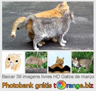 Banco de imagem tOrange oferece fotos grátis da seção:  gatos-de-março