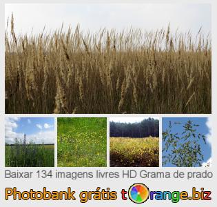 Banco de imagem tOrange oferece fotos grátis da seção:  grama-de-prado