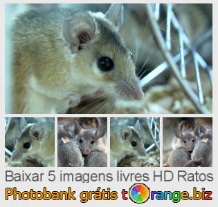 Banco de imagem tOrange oferece fotos grátis da seção:  ratos