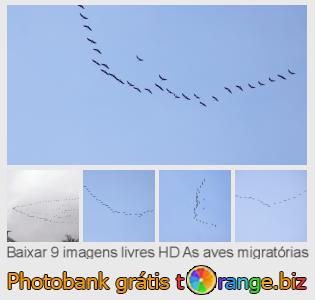 Banco de imagem tOrange oferece fotos grátis da seção:  as-aves-migratórias
