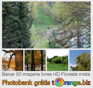 Banco de imagem tOrange oferece fotos grátis da seção:  floresta-mista