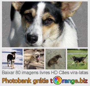 Banco de imagem tOrange oferece fotos grátis da seção:  cães-vira-latas