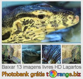 Banco de imagem tOrange oferece fotos grátis da seção:  lagartos