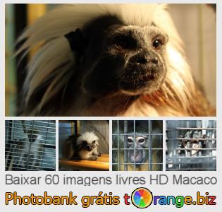 Banco de imagem tOrange oferece fotos grátis da seção:  macaco