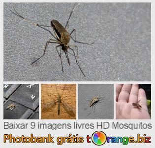 Banco de imagem tOrange oferece fotos grátis da seção:  mosquitos