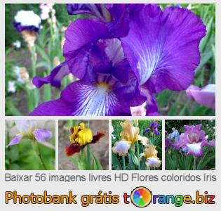 Banco de imagem tOrange oferece fotos grátis da seção:  flores-coloridos-íris