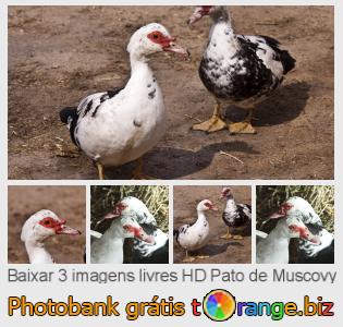 Banco de imagem tOrange oferece fotos grátis da seção:  pato-de-muscovy