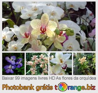 Banco de imagem tOrange oferece fotos grátis da seção:  as-flores-da-orquídea