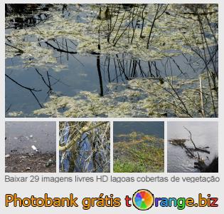 Banco de imagem tOrange oferece fotos grátis da seção:  lagoas-cobertas-de-vegetação