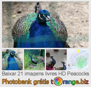 Banco de imagem tOrange oferece fotos grátis da seção:  peacocks