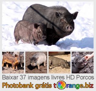 Banco de imagem tOrange oferece fotos grátis da seção:  porcos